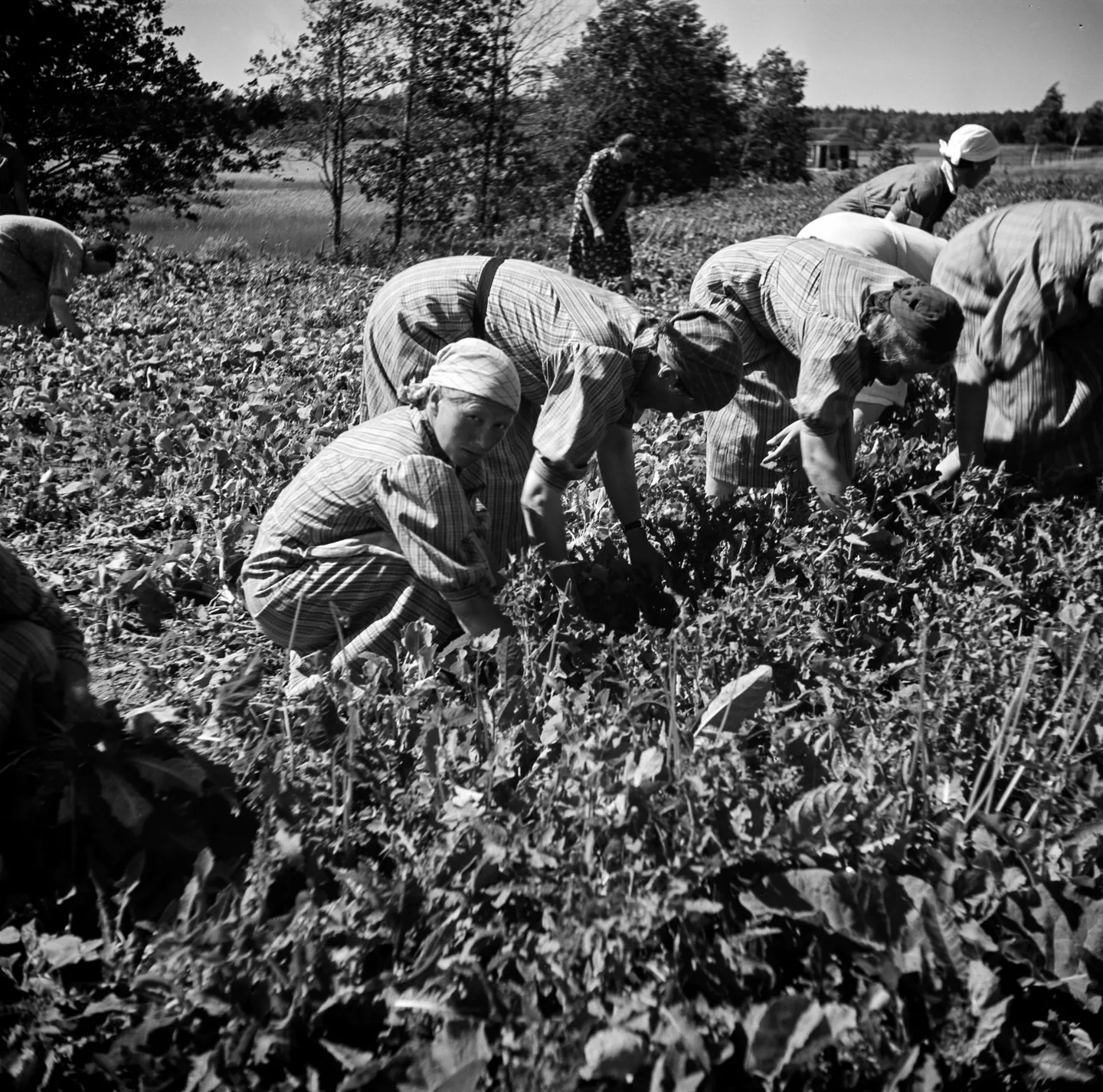 Naiset korjaamassa satoa pellolla 1940 luvulla Kuva Museovirasto Finna fi