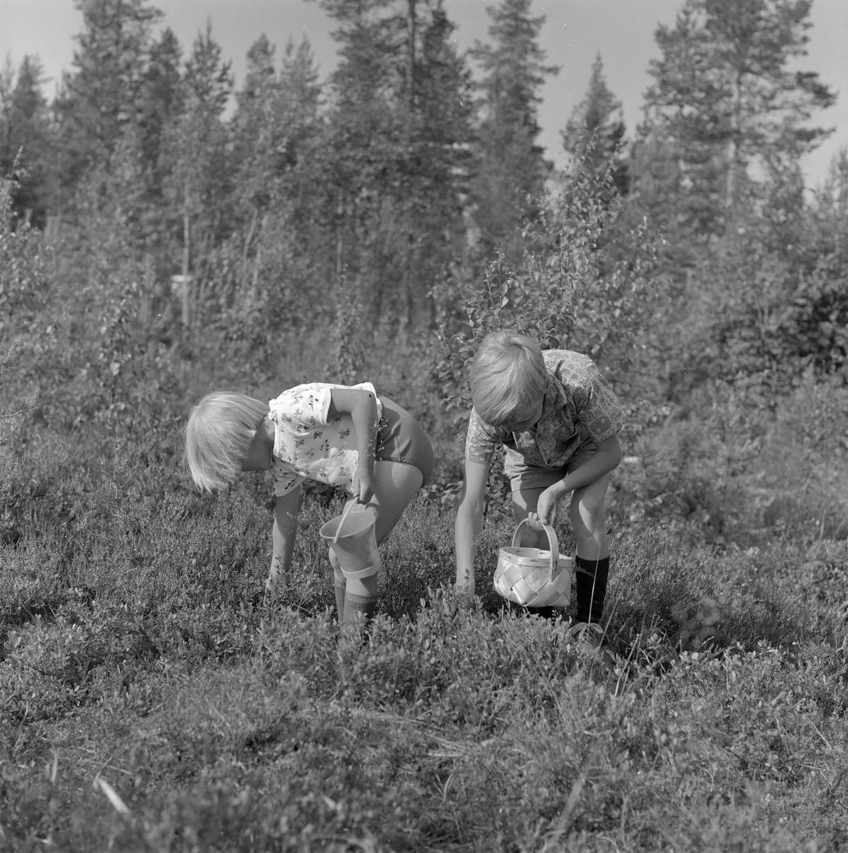 Lapset poimivat mustikoita Poutvaara Matti 1965 Kansatieteen kuvakokoelma Museovirasto Finna fi