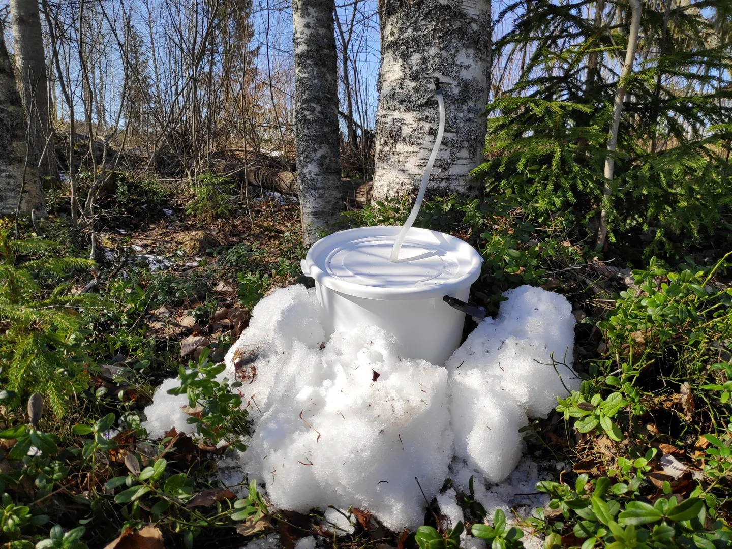 mahlanvalutusta_ämpäriin_kuva_Mervi_Tiermas