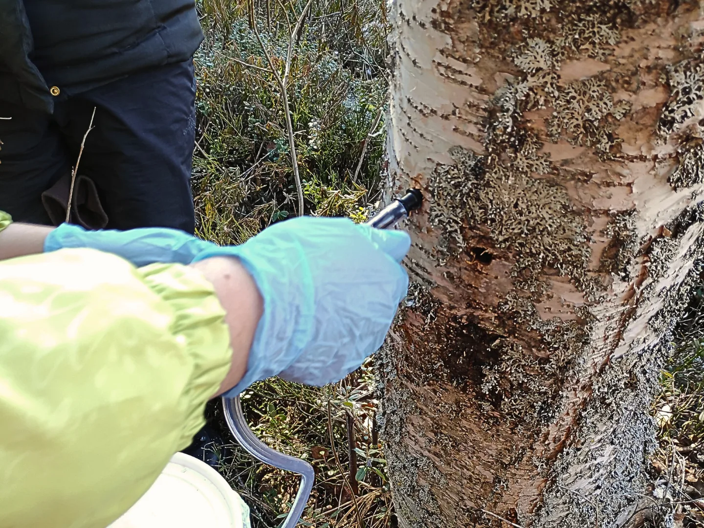 mahlanvalutusta_koivusta_kuva_Mervi_Tiermas