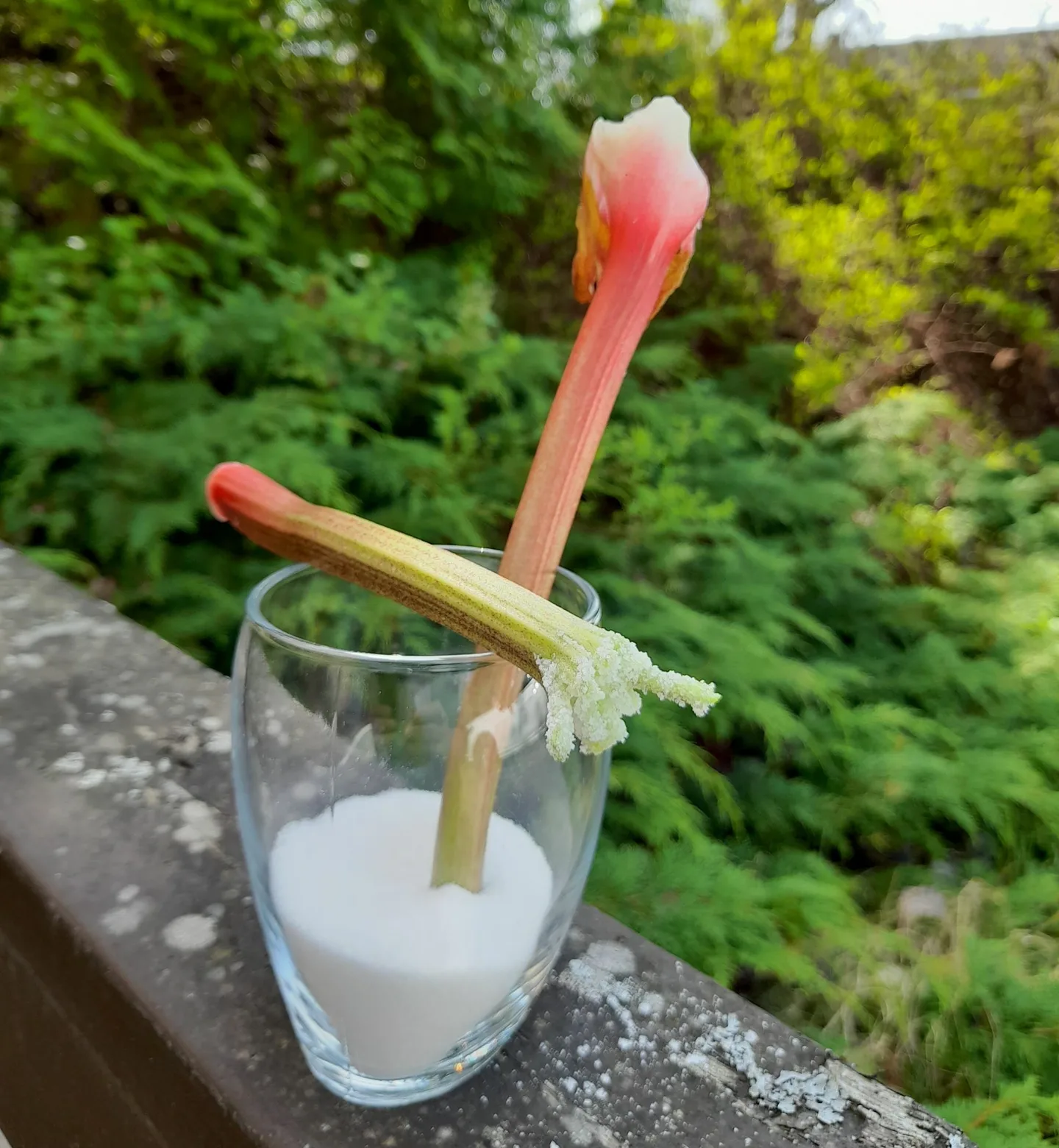 Raparperin varsia lasissa jossa sokeria kuvaaja Asta Asunmaa