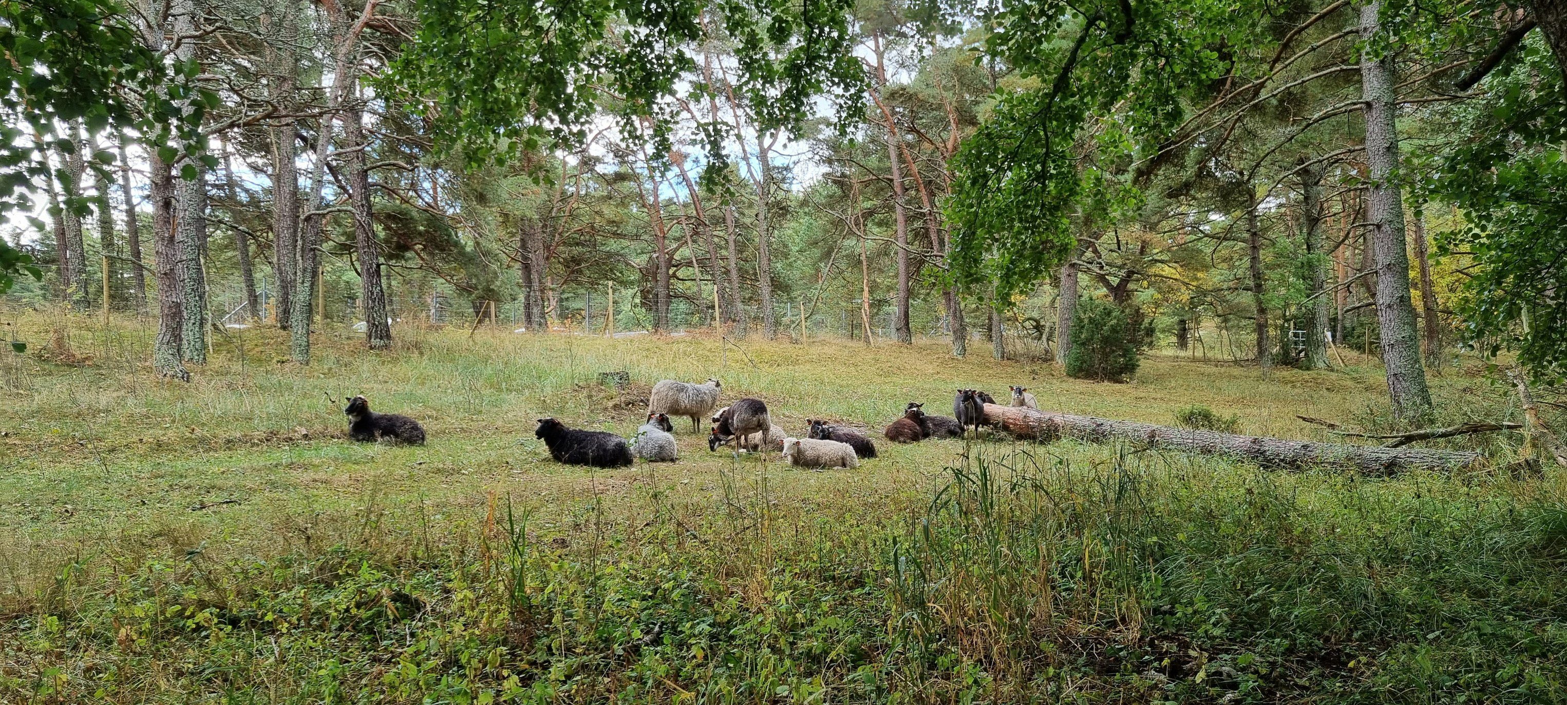 Kulttuurimaiseman luonto tarvitsee jatkuvaa hoitoa.