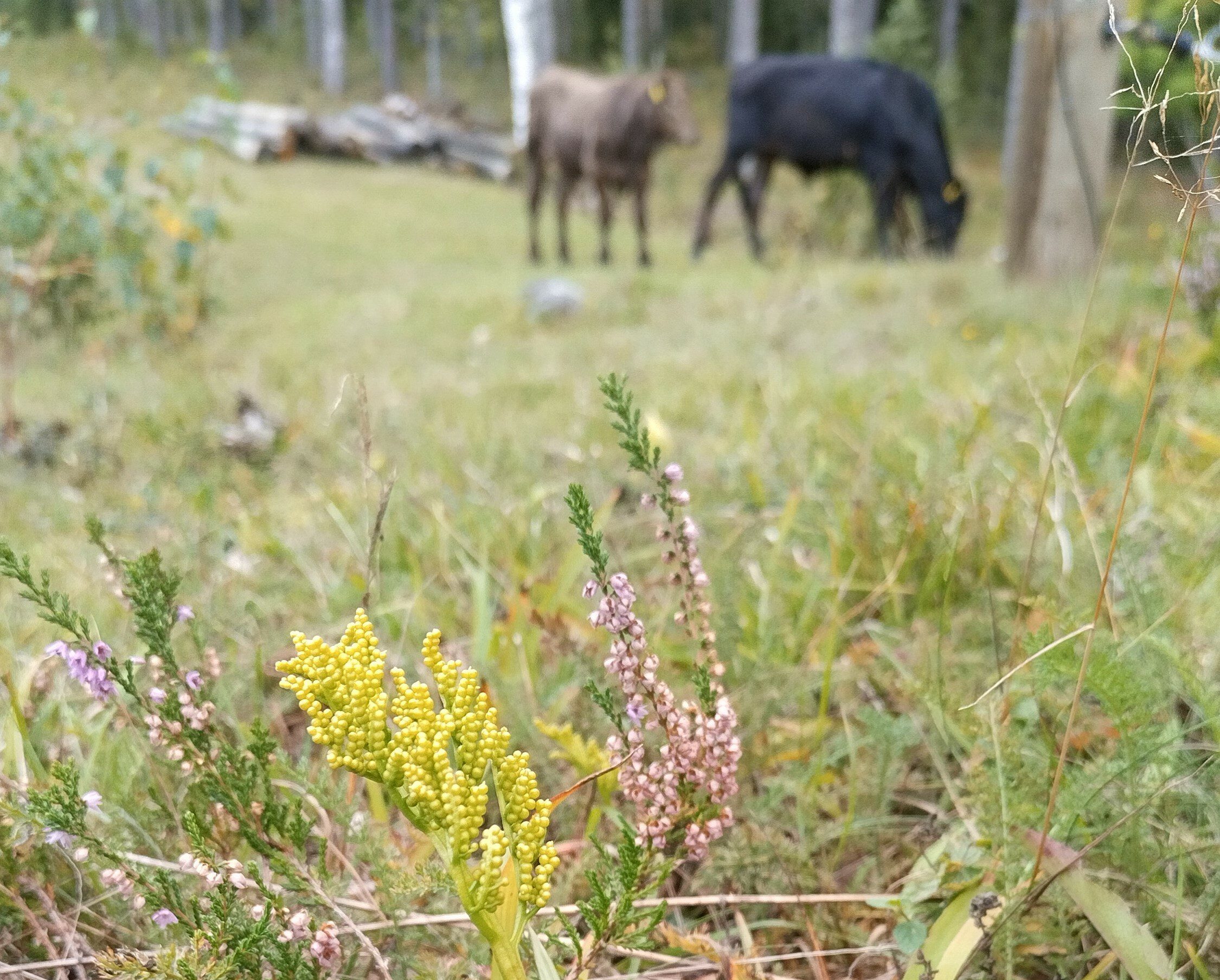 Ahonoidanlukko on silmälläpidettäväksi luokiteltu perinnebiotooppien kasvi, joka hyötyy laidunnuksesta.