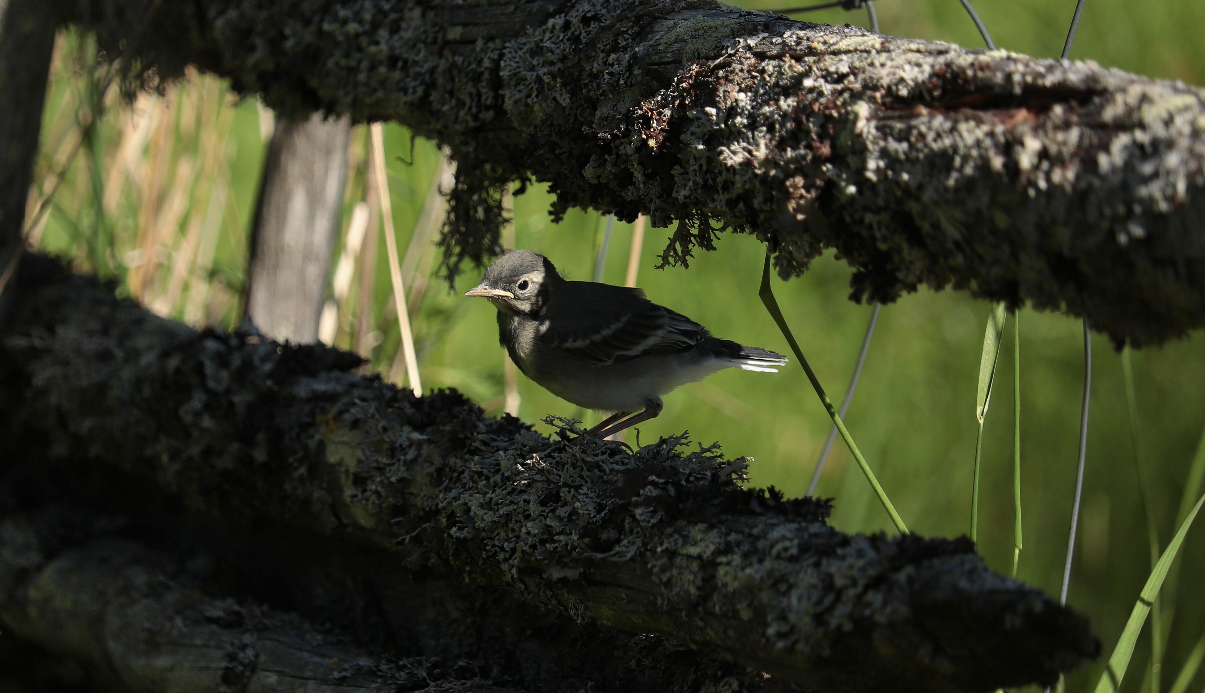 Laidunnus tukee luonnon monimuotoisuutta.