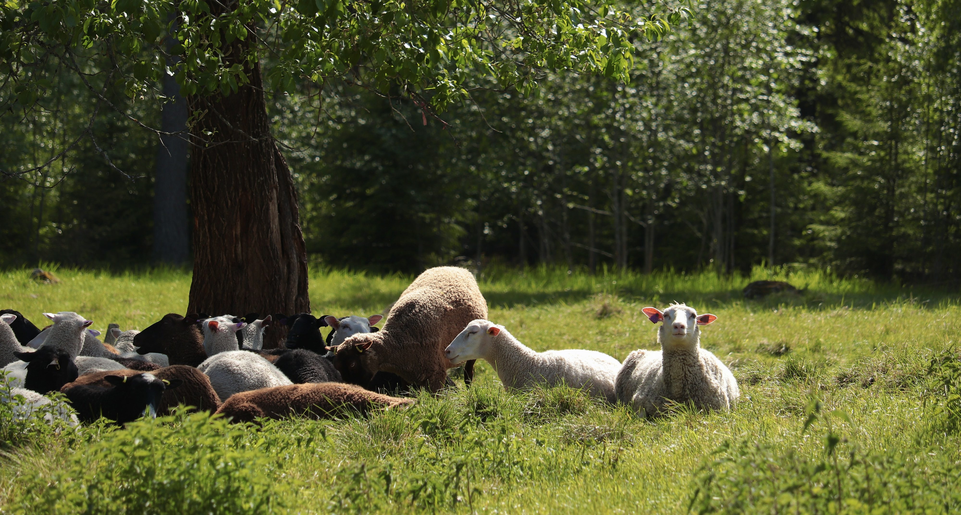 Laiduntajat puun alla.