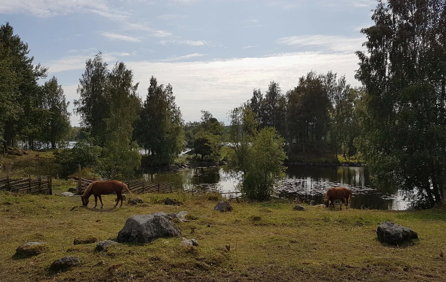 Kuvaaja Mariko Lindgren: Hevoset Lakkalan laitumilla