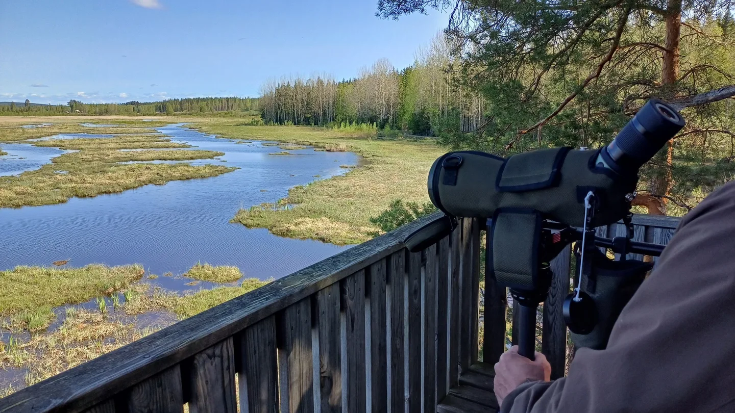 Patalahden lintutorni Maaningalla 20240520