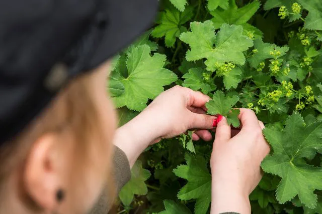 Villiyrttien keruuta Kukkolan tilalla