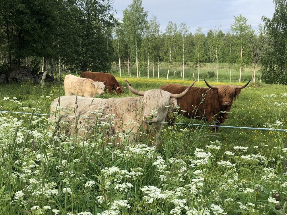 https://proagria-website.transforms.svdcdn.com/production/MKN/MKN-Ita-Suomi/Ylamaankarja-herattaa-ihastusta-kotielainpihan-asiakkaissa-Emilia-Kakkonen.jpg?w=1000&h=750&auto=compress%2Cformat&fit=crop&dm=1793258924&s=c28c58d1d824f03042b00e58470e4079