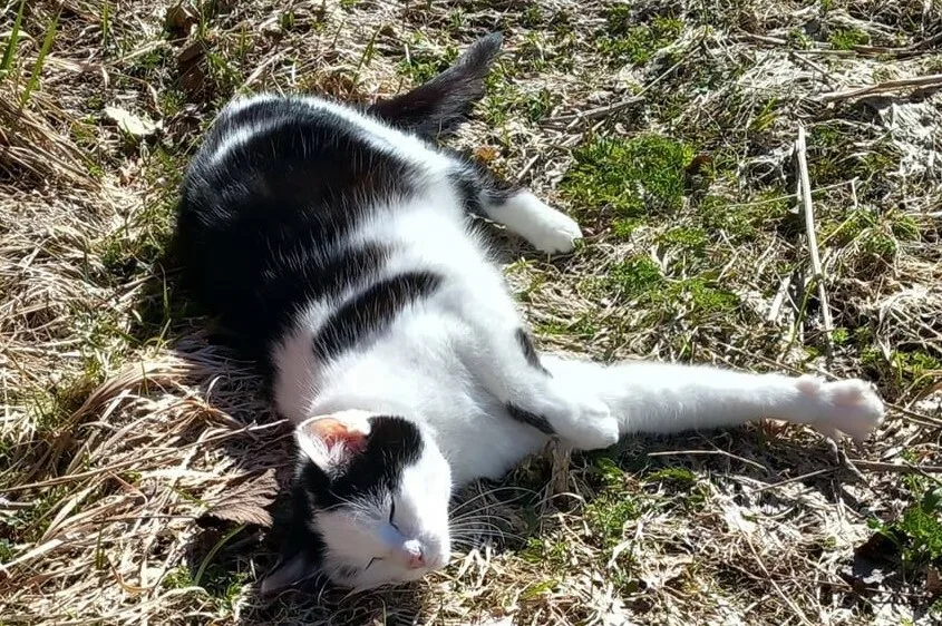 Milla Siltanen Elli kissa