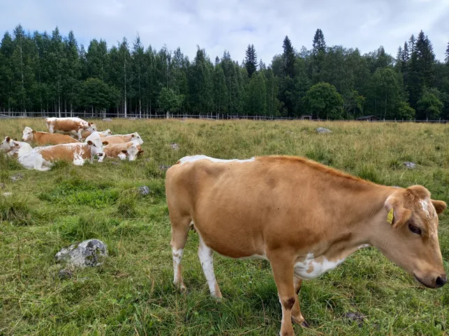 MKN Kyyttoja Kuva Marjaana Hassani