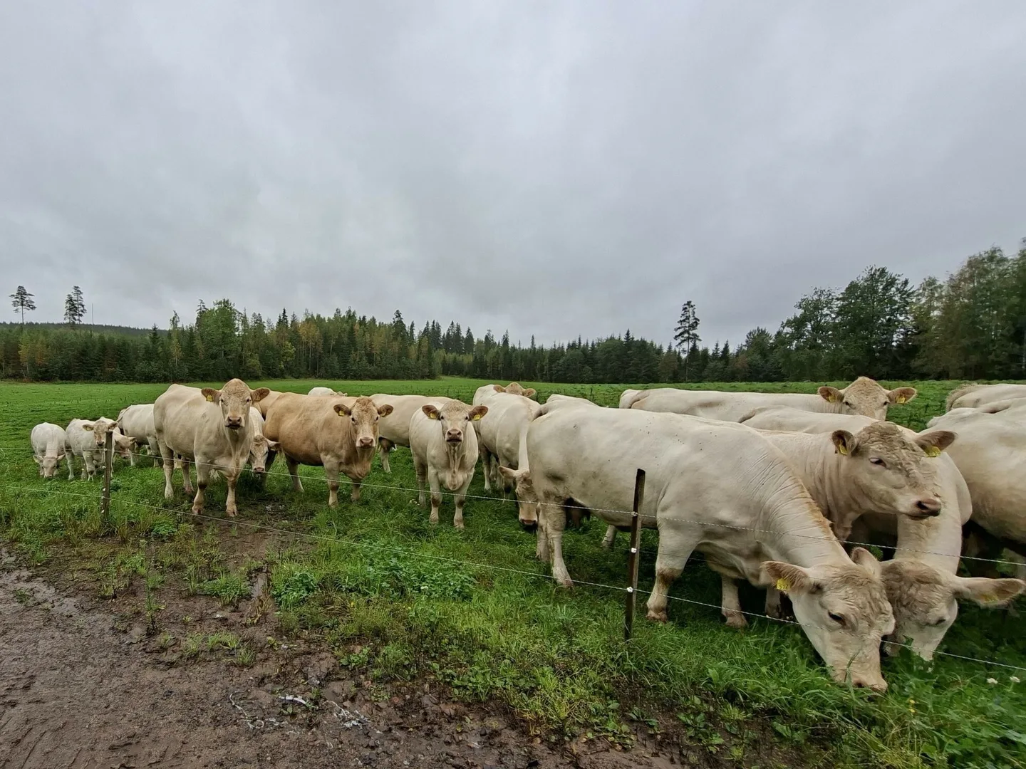 MKN emolehmat Kuva Juha Hankamaki