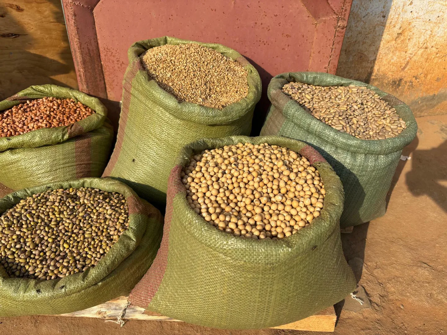 Palkokasveja sakeissa Tansaniassa kuva Jenny Ohman