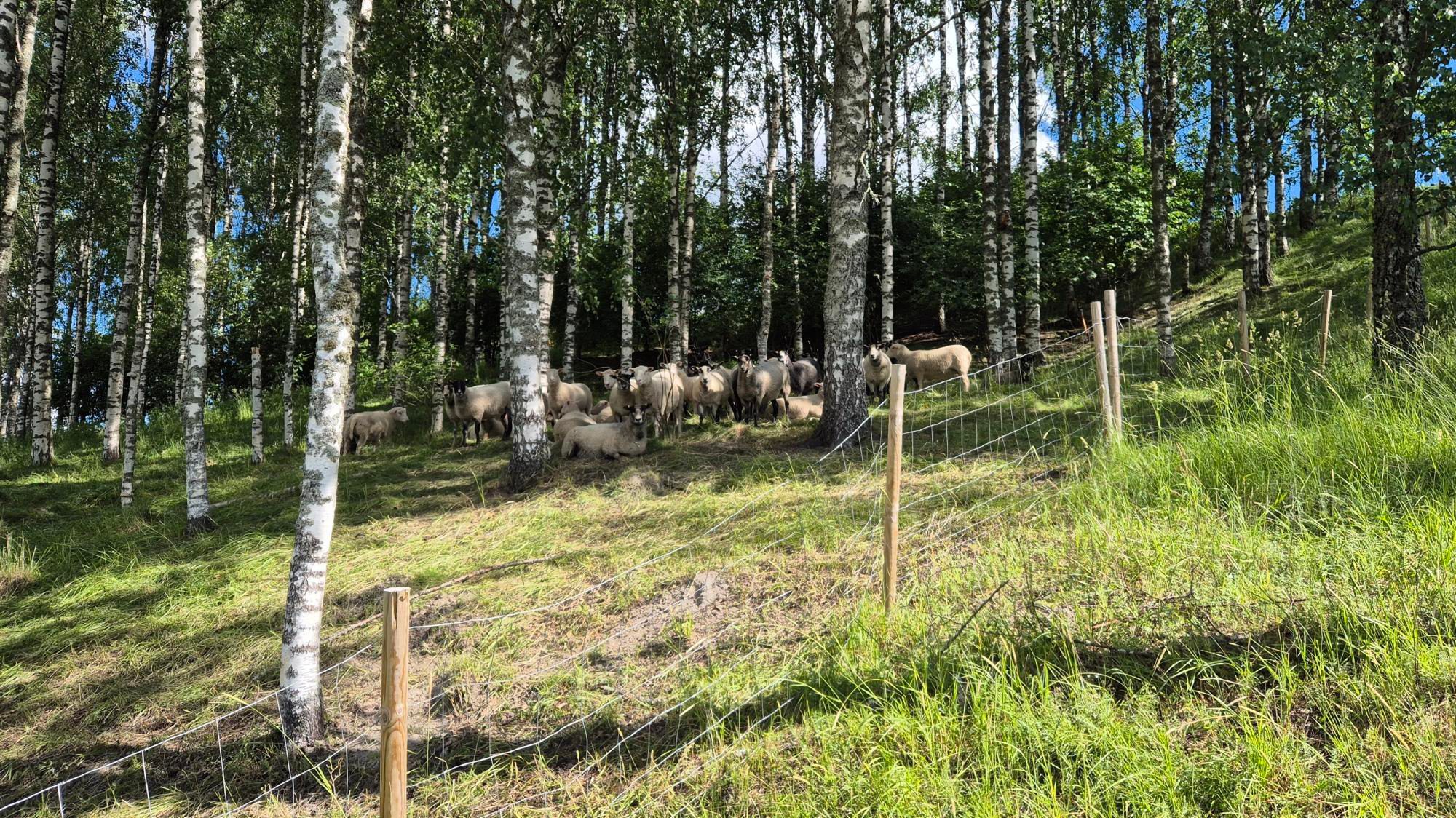 Laitumilla puista saa luontaisia varjopaikkoja, mutta liian tiheässä kasvava puusto estää valon pääsyn maahan, jolloin kenttäkerroksen kasvillisuus ei pääse kasvamaan ja eläimille on alueelle vähemmän ruokaa. Liian tiheä puu- ja pensaskerrasto vaikeuttaa myös alueen hoitoa.