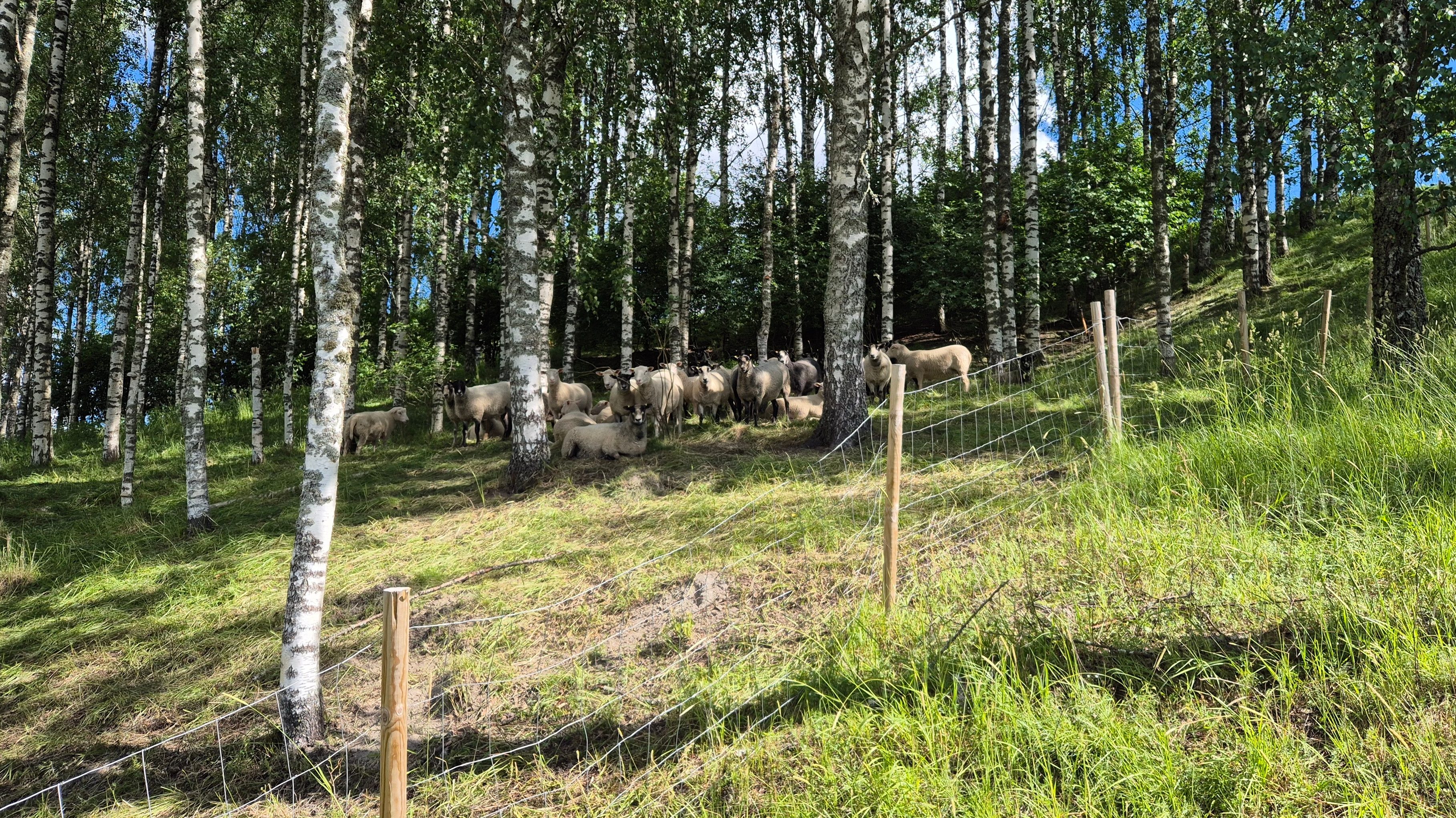 Laitumilla puista saa luontaisia varjopaikkoja, mutta liian tiheässä kasvava puusto estää valon pääsyn maahan, jolloin kenttäkerroksen kasvillisuus ei pääse kasvamaan ja eläimille on alueelle vähemmän ruokaa. Liian tiheä puu- ja pensaskerrasto vaikeuttaa myös alueen hoitoa.