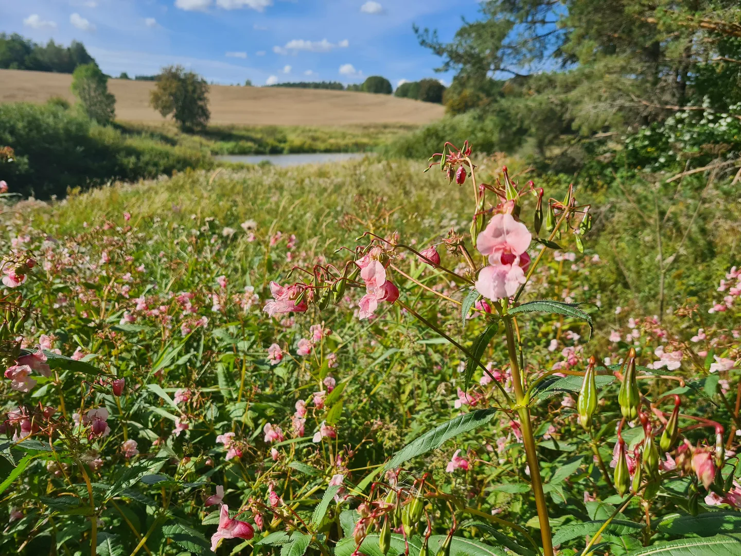 Jattipalsami 2 Katri Eriksson