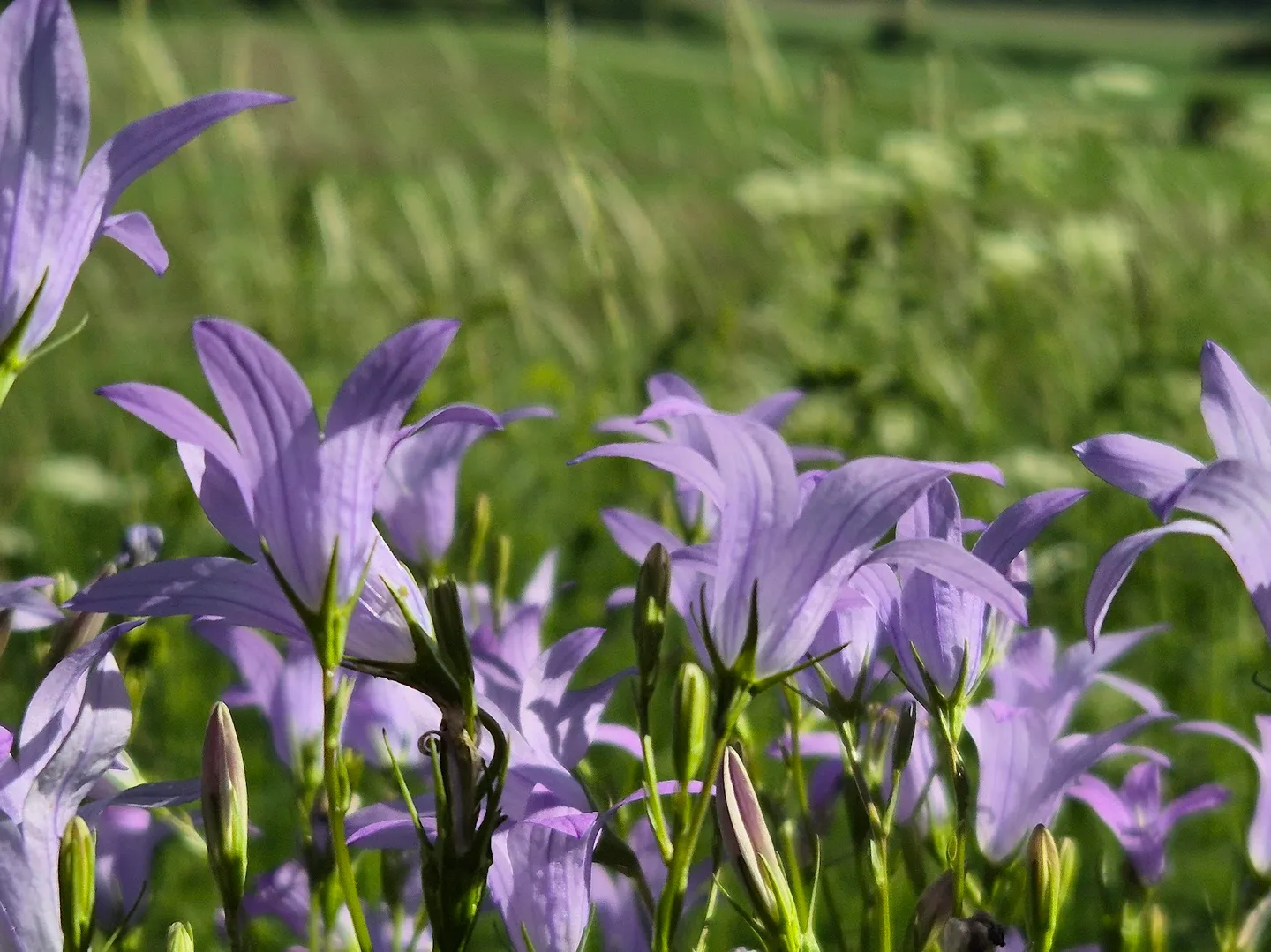 Tienpiennar 2 Katri E