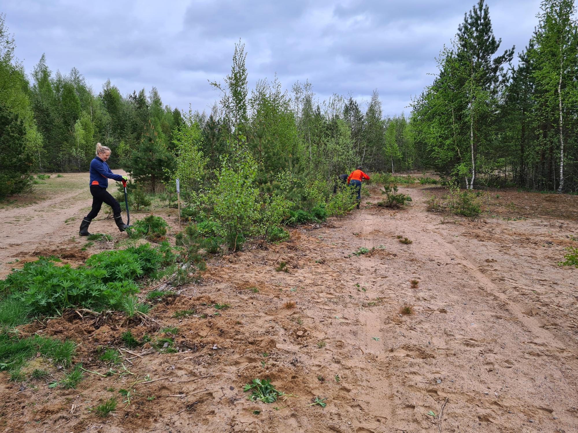 Komealupiinin torjuntaa talkoilla