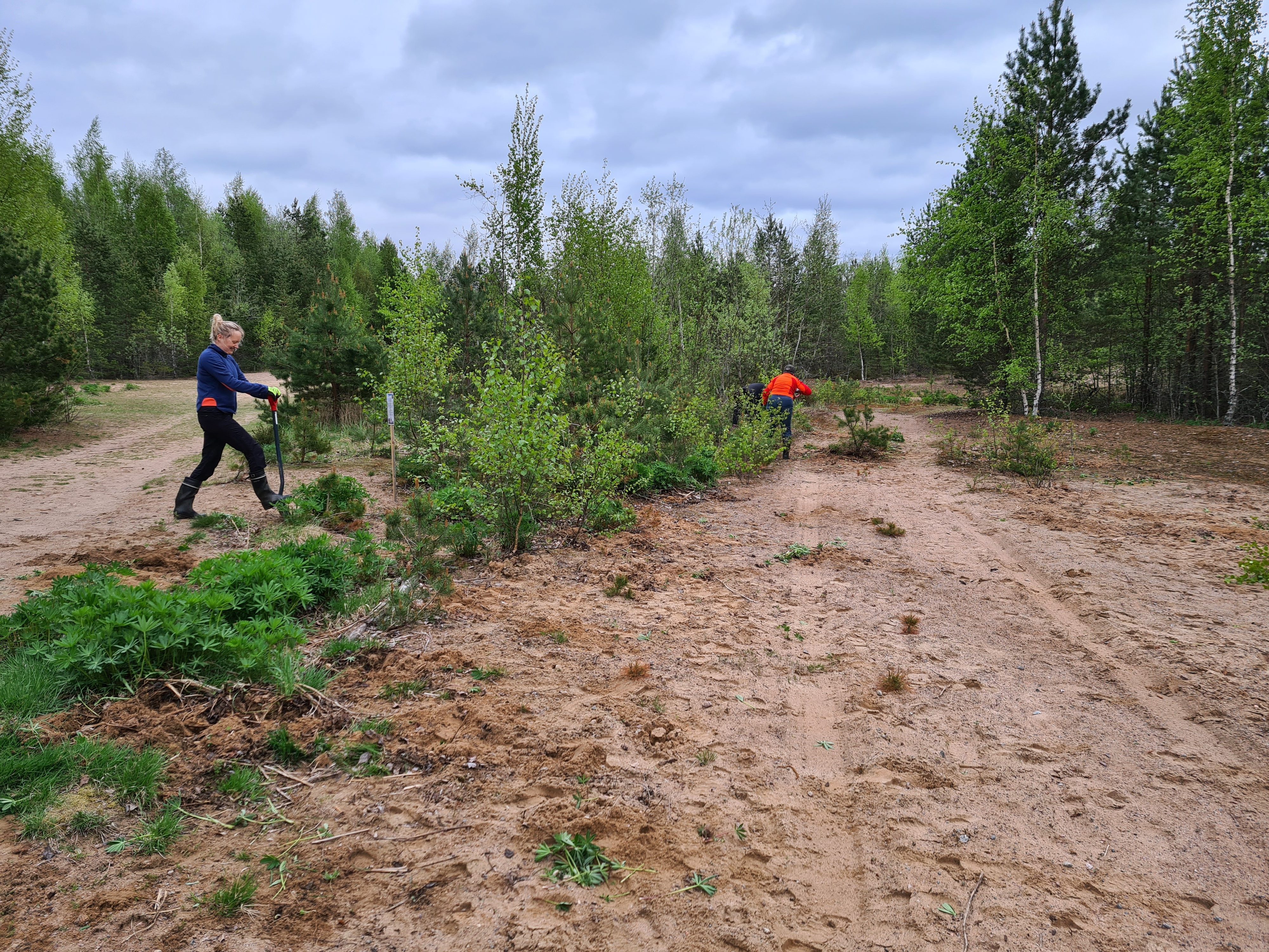 Komealupiinin torjuntaa talkoilla