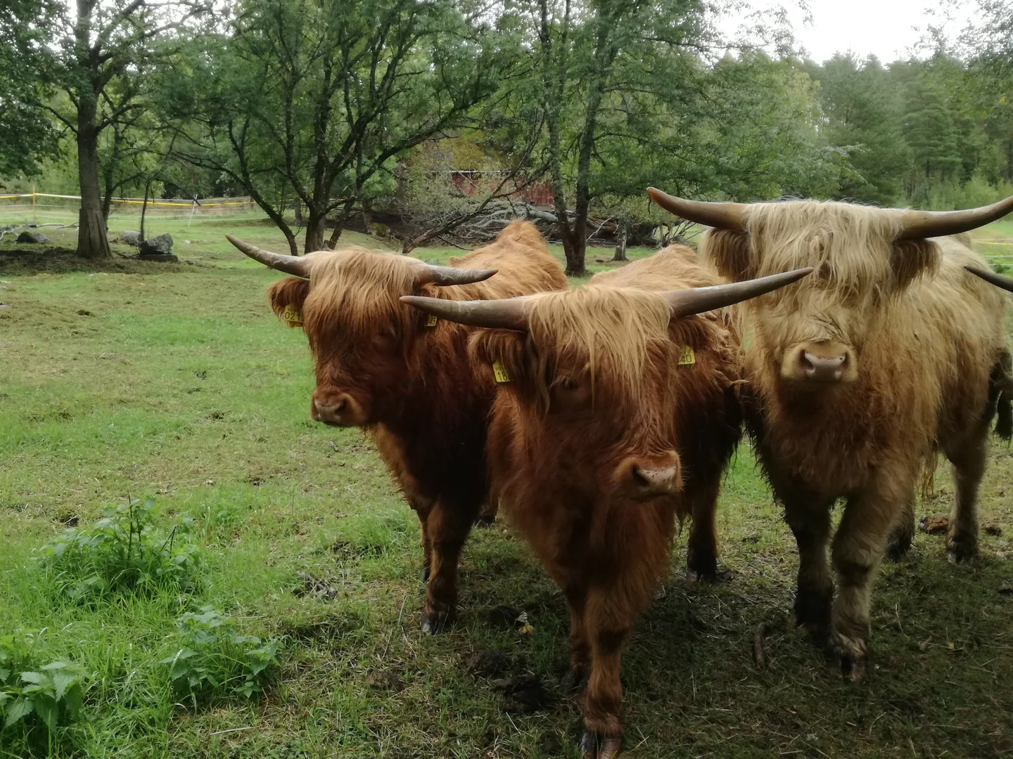 Ylamaankarja Katri Eriksson