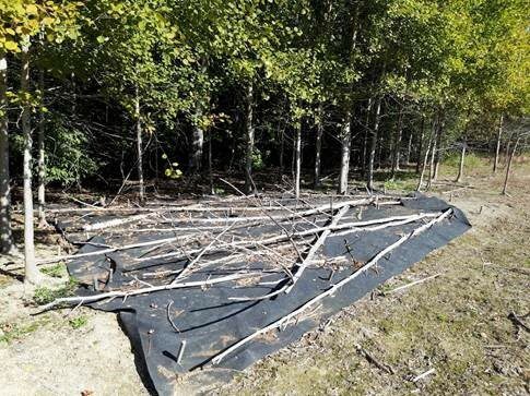 Jättiputken torjunta peittämällä