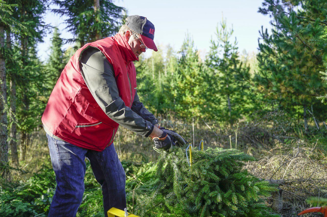 Leikkohavuja havuviljelmällä