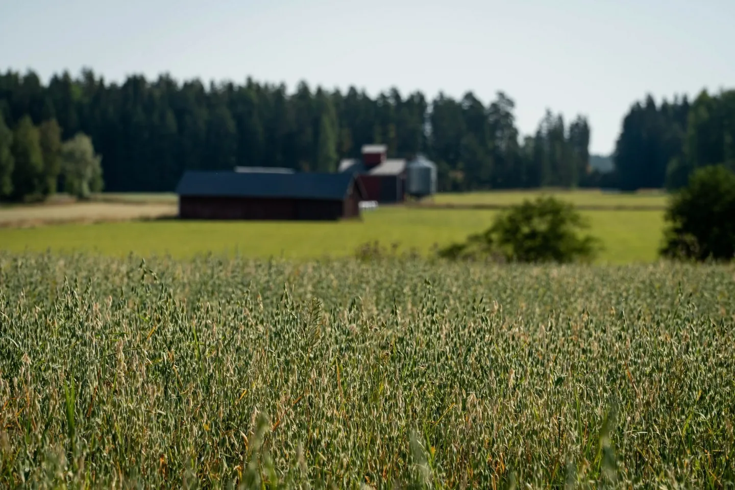 Maalaismaisema annakari
