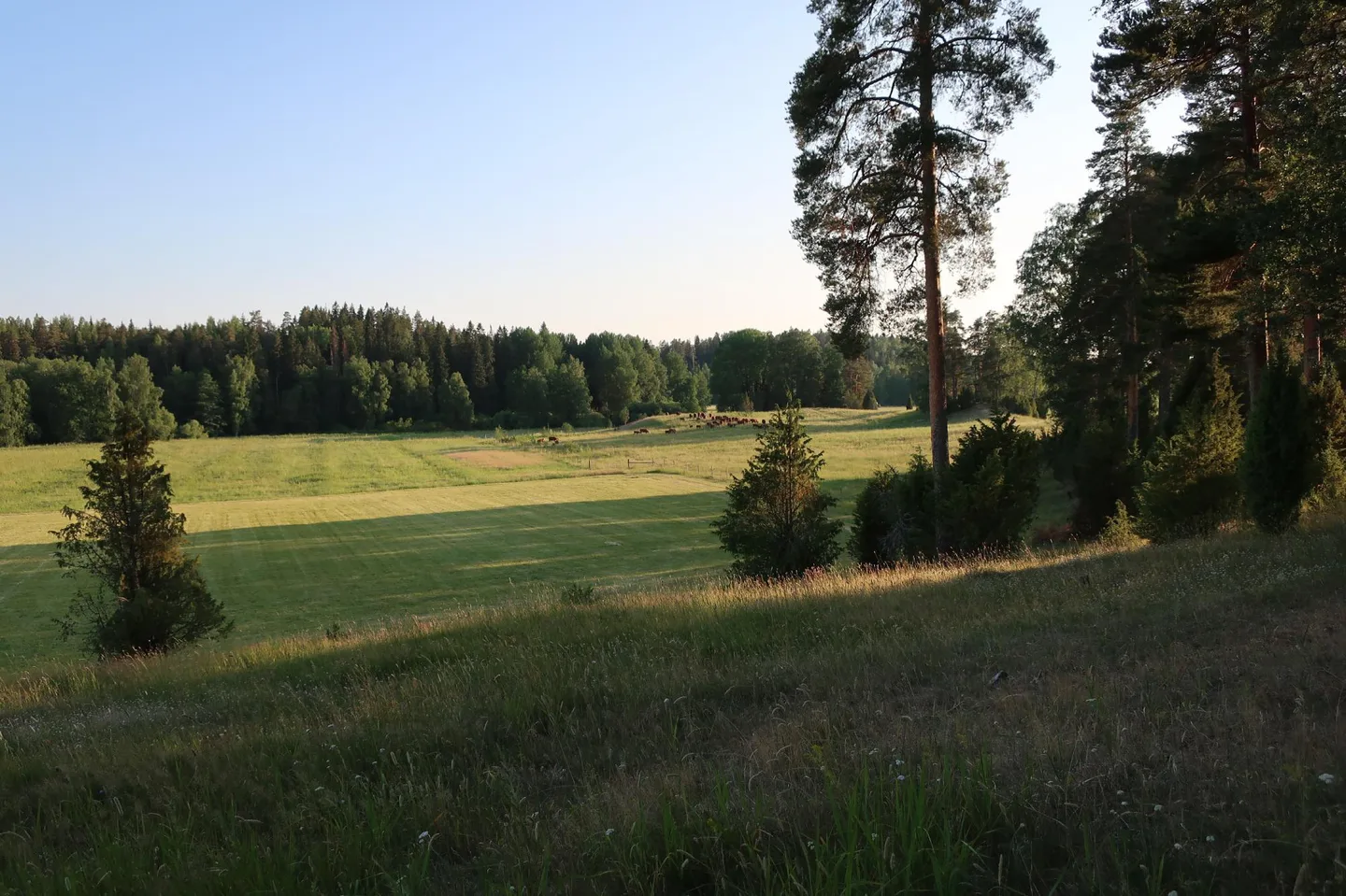 Kankaanpaa Laura Puolamaki