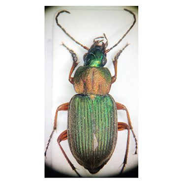 Viherkehnäkiitäjä