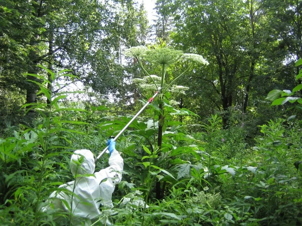 jättiputken kukintojen leikkuu Hannele Partanen