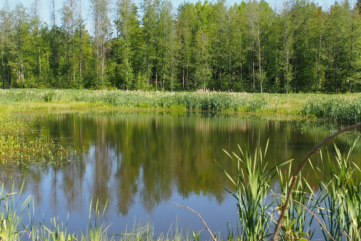 Kosteikko aurinkoisena kesapaivana kuvaaja Susanna Winqvist
