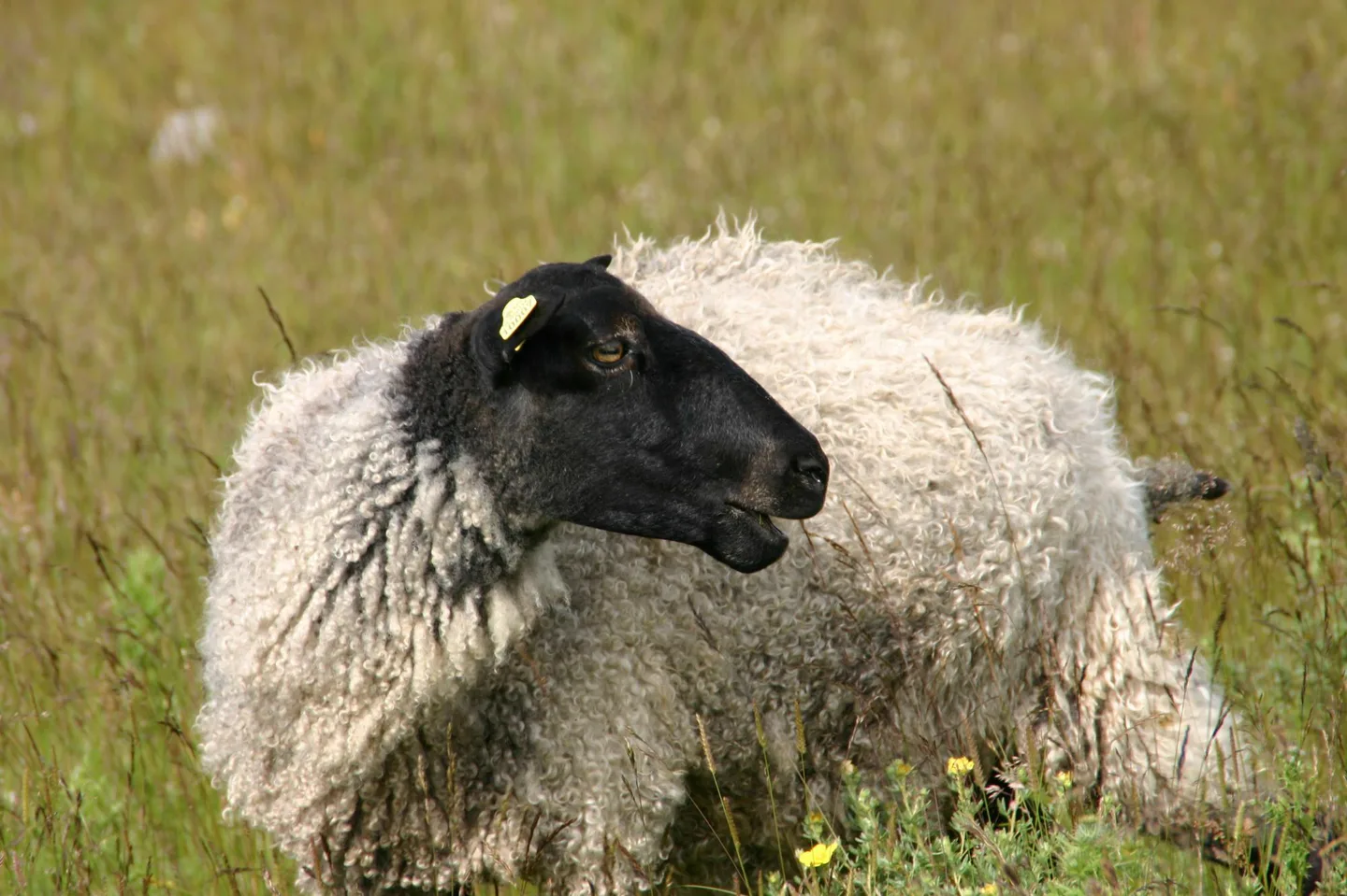 Lammas perinnebiotoopilla