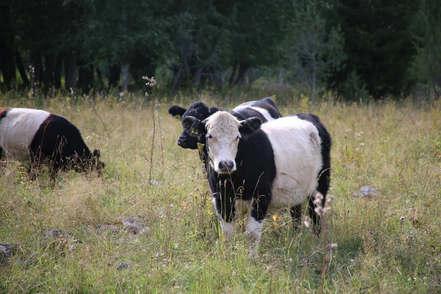 Nautoja perinnebiotoopilla Leena Lahdenvesi Korhonen