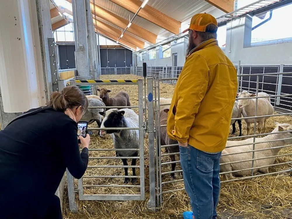 Vierailijat tutustumassa suomalaisiin alkuperäisrotuihin, suomenlampaisiin ja kainuunharmaksiin