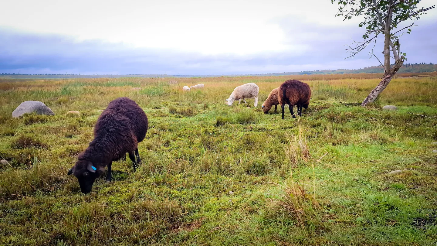 Patakari lampaat kuva Anita Sievanen