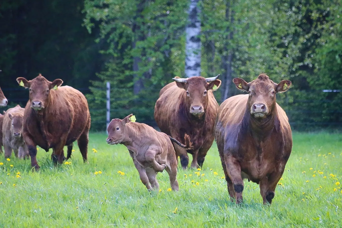 Viskaalin karjaa kuva Viskaalin