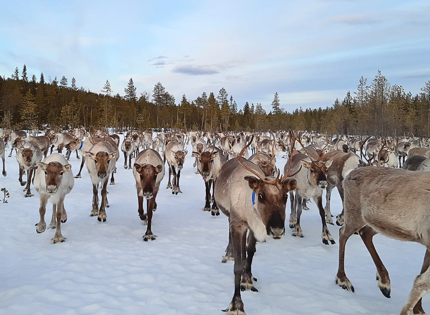 Aihkiporo climatefood