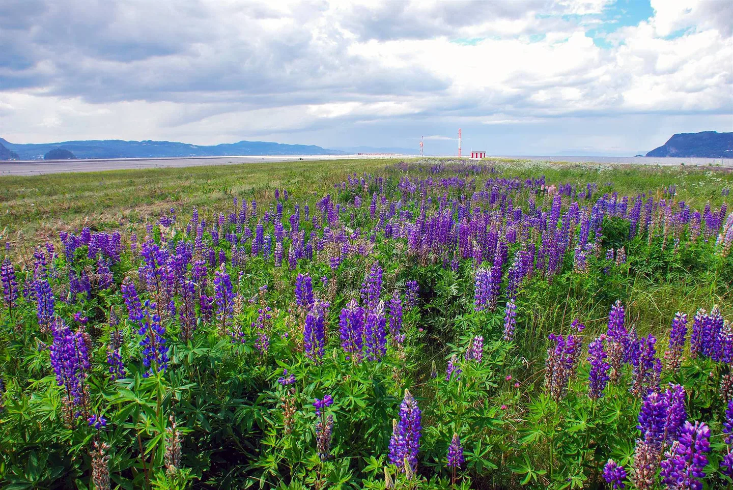 Lupinuspolyphyllus paulharaldpederson ccby4 0 1