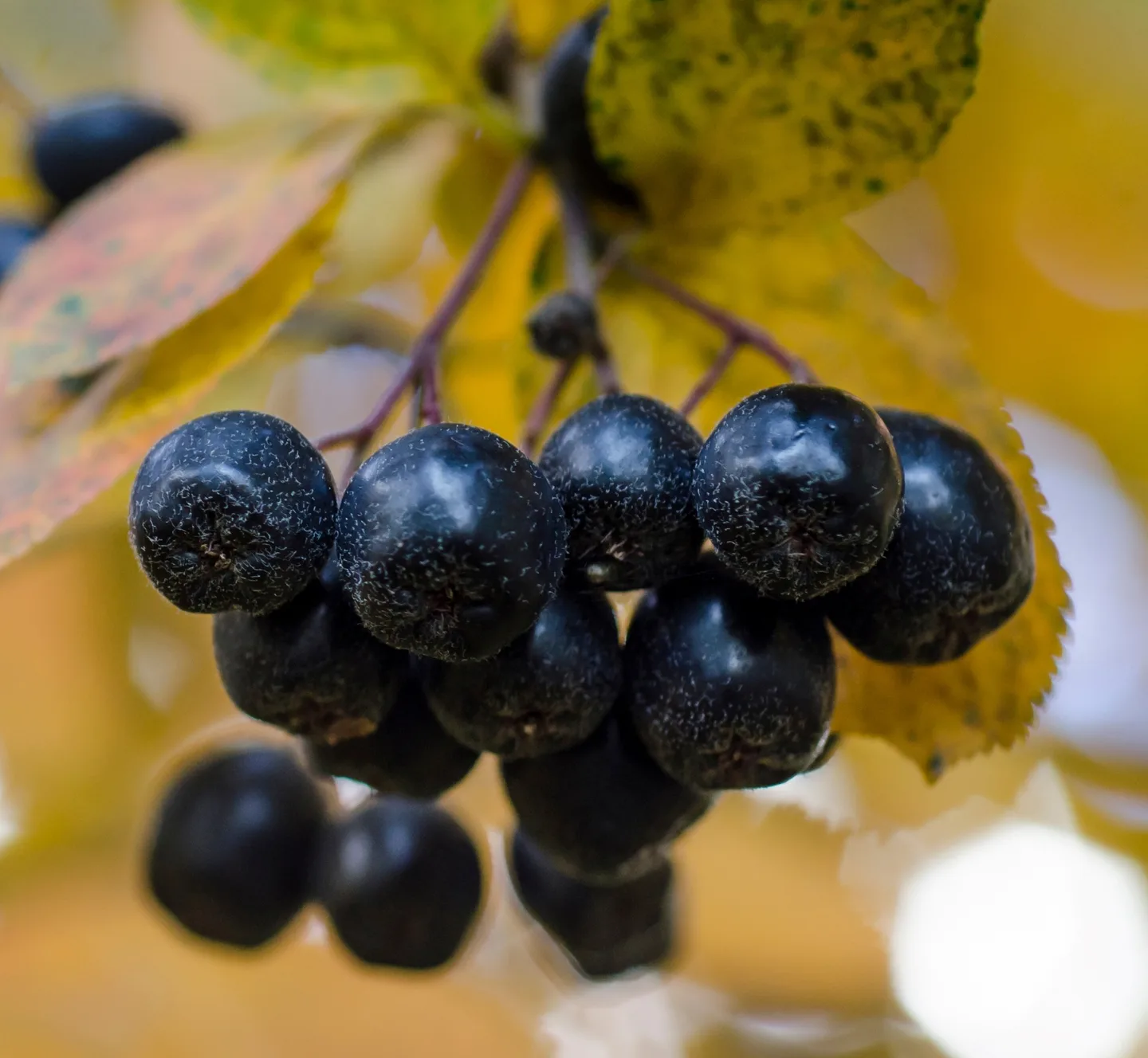 Aronia Pixhill