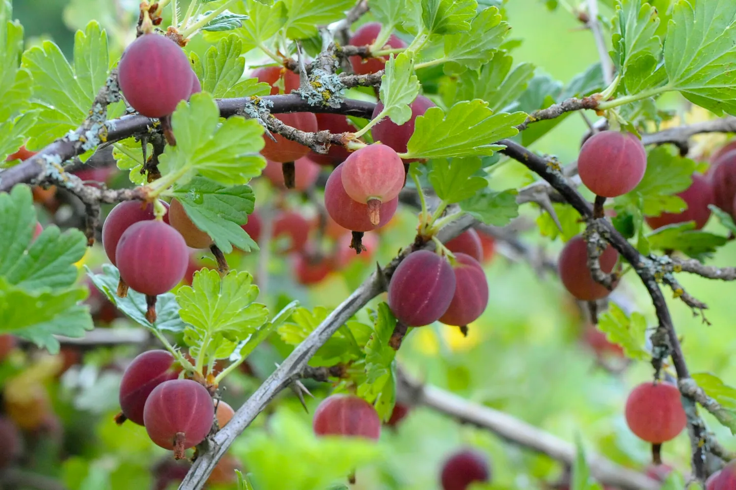 Karviaisia Kuva hmlry fi liitto media