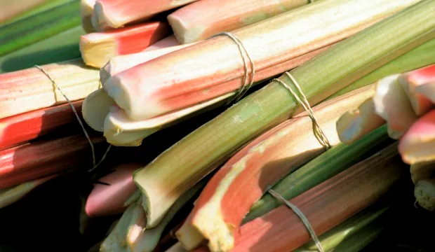 Mkn artikkeli raparperi pixhill