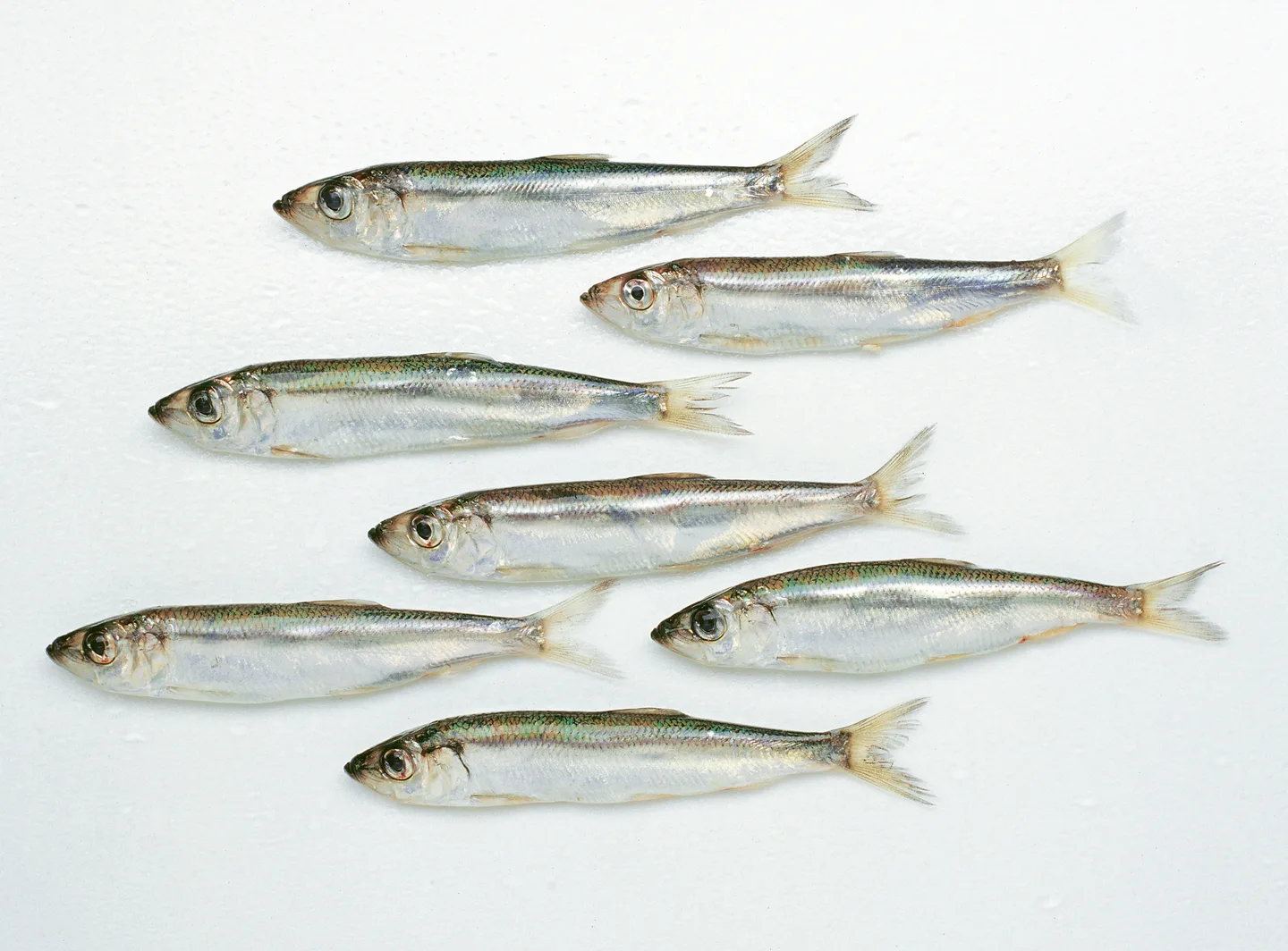 Silakkaparvi Pro Kala