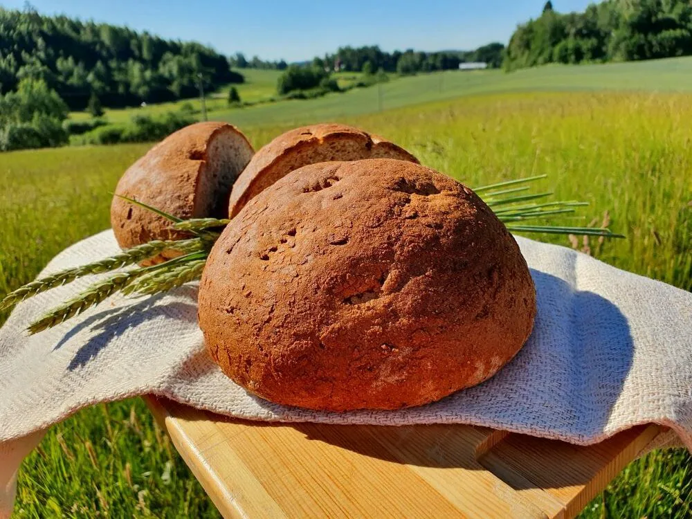 Uudenmaan piimalimppu Kuva Suvi Malin