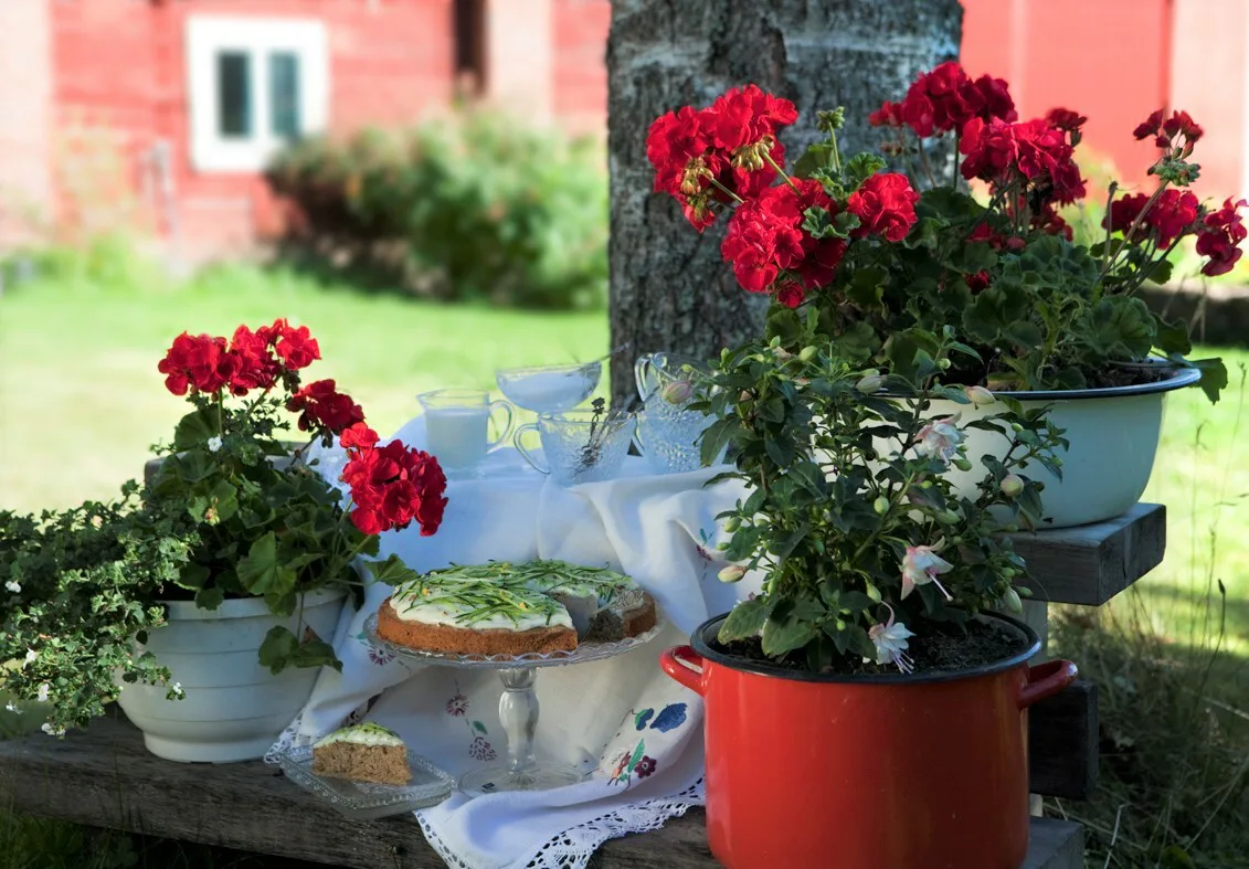 Mkn artikkeli kesakurpitsakakku ruokaneuvot elokuu2016 kuvamaa jakotitalousnaiset timoviljakainen 4