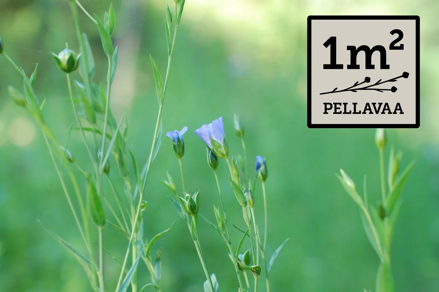 Pellavapelto ja logo scaled