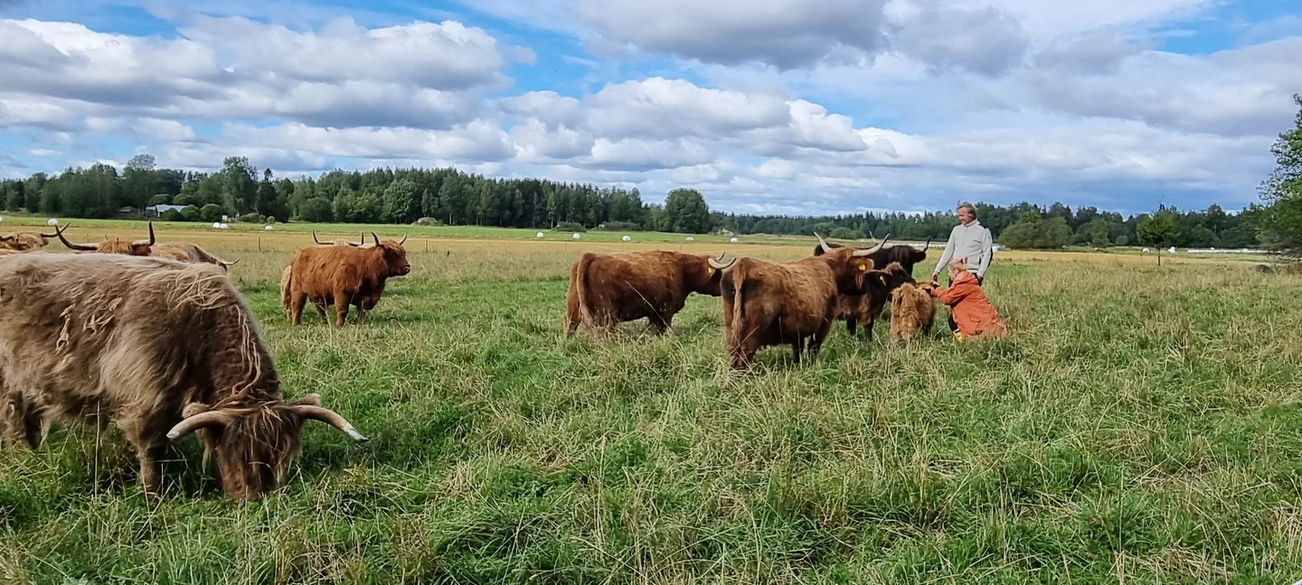 MKN Ylamaankarjaa jalavaniemi Kuva Suvi Malin