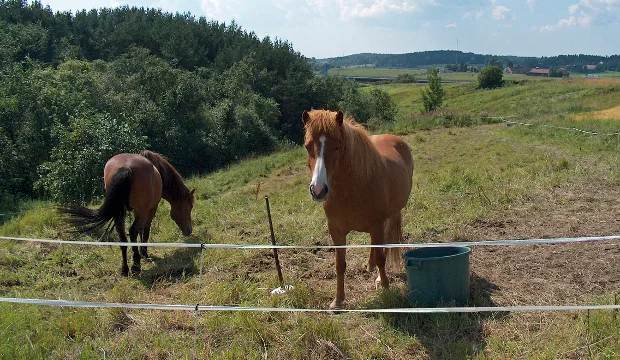 Mkn artikkeli hevos neuvo2020