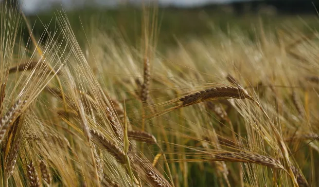 Mkn leipahanke essijokela 3