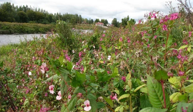 Mkn uutinen jattipalsami hp
