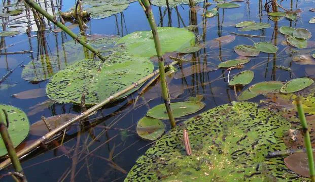Mkn uutinen kelluslehtiset sinikkajokela